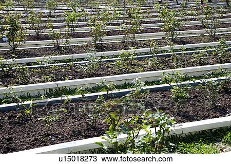 Rows of plants growing in nursery View Large Photo Image Stock Image - Rows of plants growing in nursery . Fotosearch
