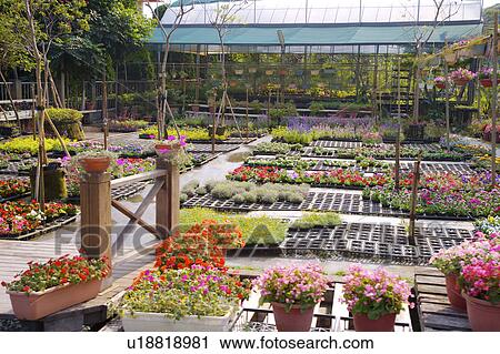 Rows of plants growing in nursery View Large Photo Image Stock Image - Rows of plants growing in nursery . Fotosearch