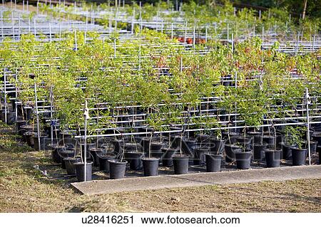Stock Image - Rows of plants growing in nursery . Fotosearch