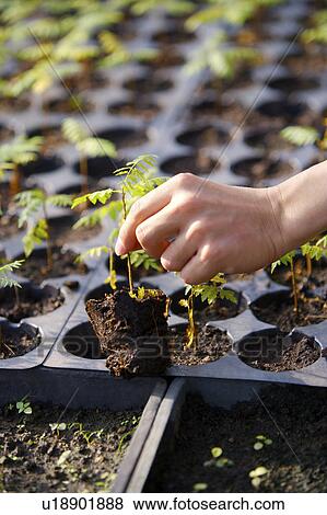 Rows of plants growing in nursery View Large Photo Image Stock Photo - Rows of plants growing in nursery . Fotosearch