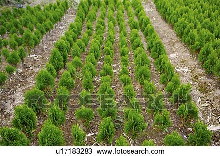 Stock Image - Rows of plants in nursery. Fotosearch