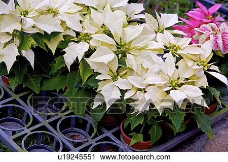 Stock Image - Rows of poinsettia growing in nursery . Fotosearch