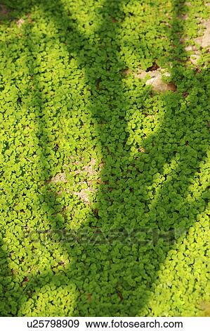 Shadow on grass of a tree View Large Photo Image Stock Photo - Shadow on grass of a tree. Fotosearch