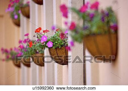 Wall with flowers in hanging pots, close-up View Large Photo Image Stock Image - Wall with flowers in hanging pots, close-up . Fotosearch