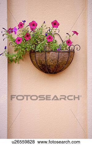 Wall with flowers in hanging pots View Large Photo Image Stock Photo - Wall with flowers in hanging pots. Fotosearch