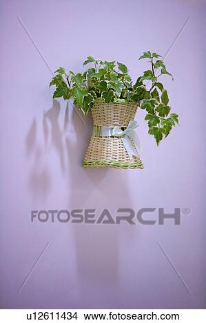 Picture - Wall with plants in pot. Fotosearch