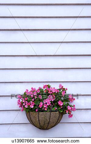 Wooden wall with flowers in a hanging pot View Large Photo Image Stock Photography - Wooden wall with flowers in a hanging pot. Fotosearch