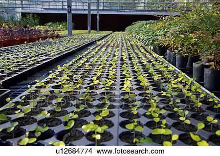 Picture - Young leaves. Fotosearch