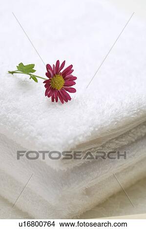 Daisy on a pile of towels View Large Photo Image Picture - Daisy on a pile of towels. Fotosearch