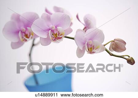 Stock Image - Orchid, close-up. Fotosearch
