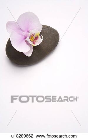 Stock Image - Orchid on a black pebble. Fotosearch