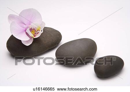 Stock Photography - Orchid on black pebbles. Fotosearch