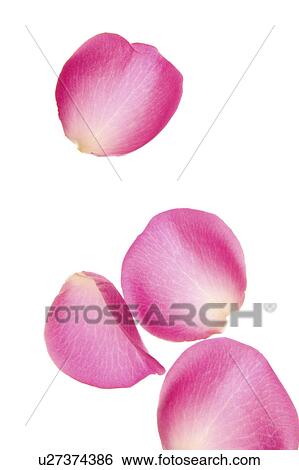 Petals View Large Photo Image Stock Photograph - Petals. Fotosearch