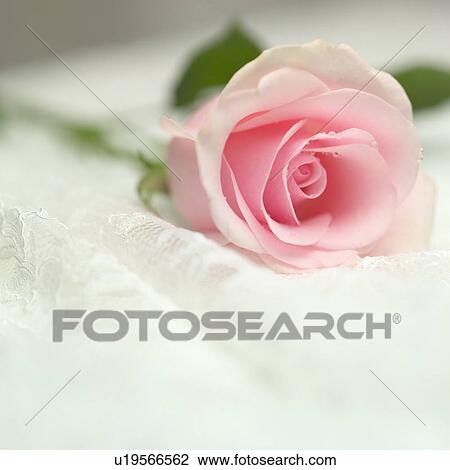 Rose, close-up View Large Photo Image Stock Image - Rose, close-up. Fotosearch