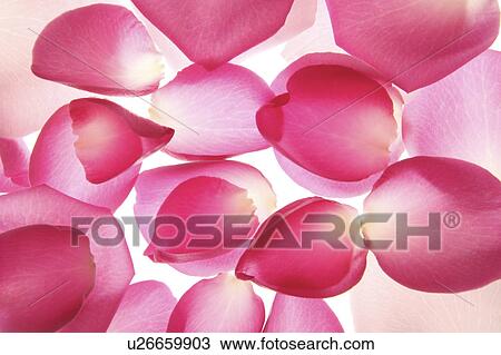 Rose petals, close-up View Large Photo Image Stock Image - Rose petals, close-up. Fotosearch