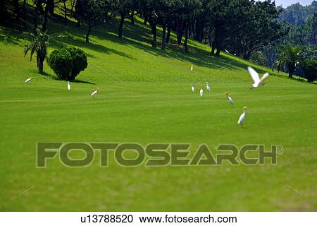 Stock Image - Egrets in golf course. Fotosearch