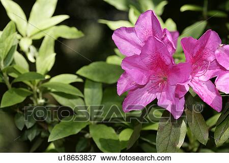 Stock Photo - Azaleas blossom in spring (selective focus). Fotosearch