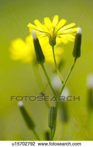 Close-up of a bunch of wildflower, vertical View Large Photo Image Stock Image - Close-up of a bunch of wildflower, vertical. Fotosearch