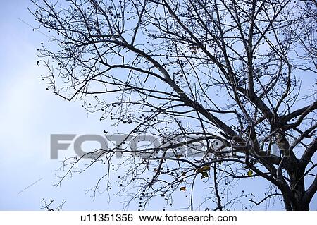 Close-up of bare branch, in Japan View Large Photo Image Stock Photograph - Close-up of bare branch, in Japan. Fotosearch