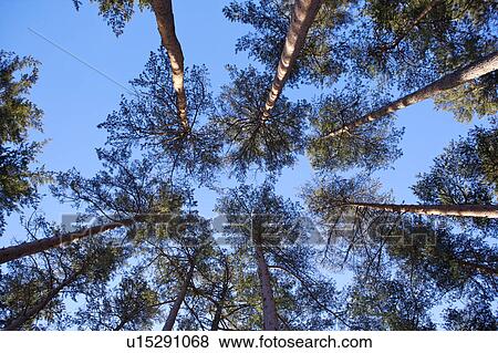 Close-up of big trees from low angle, horizontal View Large Photo Image Stock Photo - Close-up of big trees from low angle, horizontal. Fotosearch