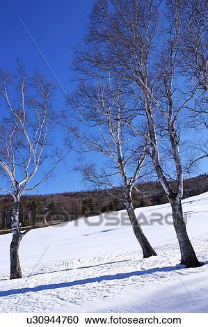 Stock Image - Close-up of birches on snow. Fotosearch