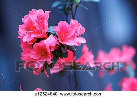 Stock Photo - CLose-up of bunch of Azaleas blossom in spring. Fotosearch