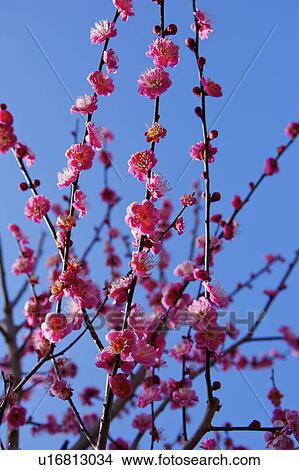 Close-up of bunch of cherries, vertical View Large Photo Image Picture - Close-up of bunch of cherries, vertical. Fotosearch