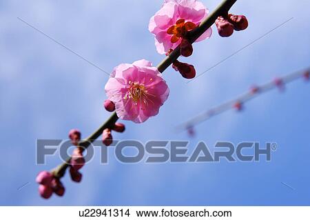 Close-up of cherries blossom on one twig View Large Photo Image Picture - Close-up of cherries blossom on one twig. Fotosearch