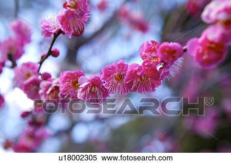 Stock Photography - Close-up of cherries blossom. Fotosearch