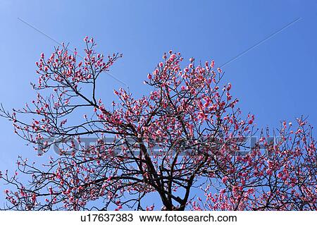 Stock Image - Close-up of cherry blossom 's branches and twigs. Fotosearch