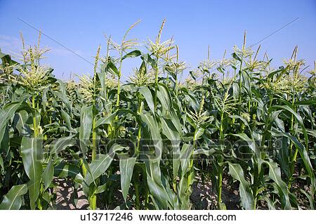 Stock Photograph - Close-up of cultivated sweetcorns, horizontal. Fotosearch