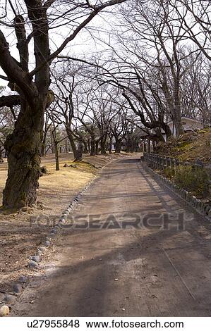 Stock Photo - Close-up of dirt road lined with bare trees, vertical. Fotosearch