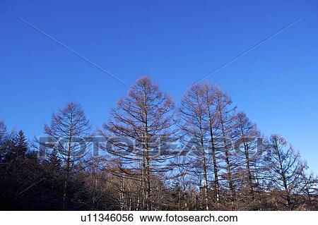 Close-up of forest in sun in Japan, horizontal View Large Photo Image Stock Photograph - Close-up of forest in sun in Japan, horizontal. Fotosearch