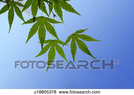 Stock Photo - Close-up of green maple leaves. Fotosearch