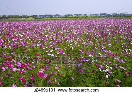 Stock Image - Close-up of infinite kapok blossom field, horizontal. Fotosearch