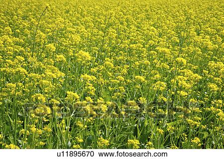 Stock Image - Close-up of infinite rape flower field, horizontal. Fotosearch