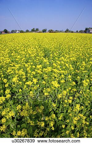 Stock Photo - Close-up of infinite rape-flower field. Fotosearch