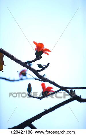 Close-up of kapoks blossom on branch, vertical View Large Photo Image Stock Photo - Close-up of kapoks blossom on branch, vertical. Fotosearch