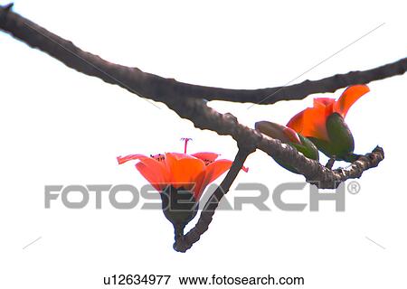 Stock Photo - Close-up of kapoks blossom on one branch. Fotosearch