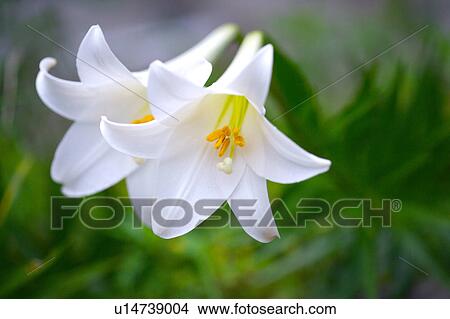 Close-up of lily blossom and stamen View Large Photo Image Picture - Close-up of lily blossom and stamen. Fotosearch