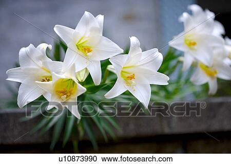 Stock Image - Close-up of lily stamens. Fotosearch