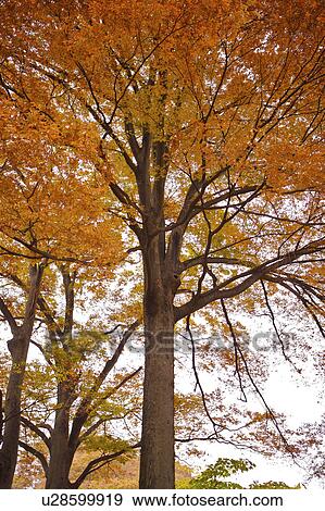 Close-up of lush ginkgo trees in fall, vertical View Large Photo Image Stock Photo - Close-up of lush ginkgo trees in fall, vertical. Fotosearch