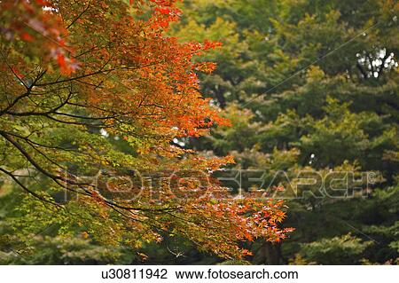 Stock Image - Close-up of lush green leaves against red leaves (focus on foreground). Fotosearch