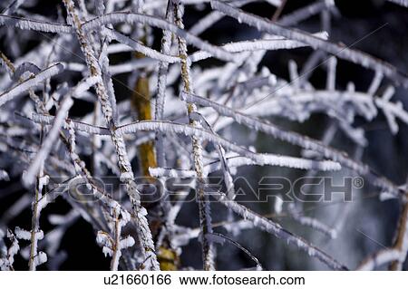 Stock Photograph - Close-up of many twigs covered with snow. Fotosearch