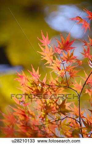 Close-up of maple leaves in sunlight, vertical View Large Photo Image Stock Image - Close-up of maple leaves in sunlight, vertical. Fotosearch