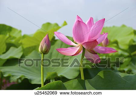 Stock Photo - Close-up of one blossom lotus in field, horizontal. Fotosearch