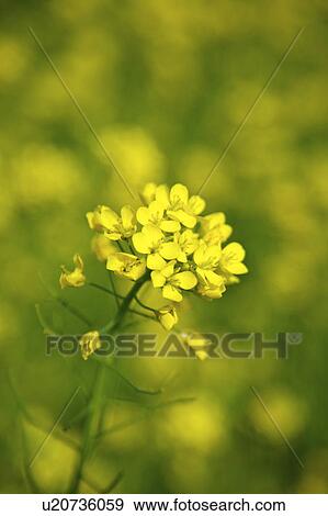 Stock Photo - Close-up of one wildflower (selective focus). Fotosearch