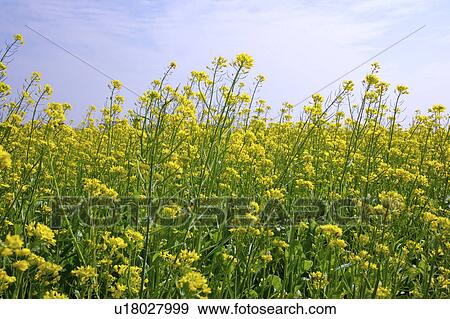 Close-up of rape field (focus on foreground) View Large Photo Image Stock Photo - Close-up of rape field (focus on foreground). Fotosearch