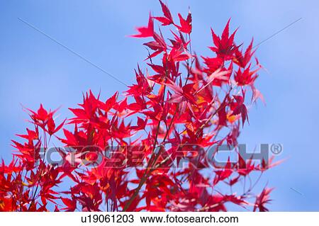 Stock Image - Close-up of red maple leaves in sunlight, horizontal. Fotosearch