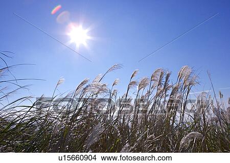 Close-up of reeds gone with wind in sunlight, horizontal View Large Photo Image Picture - Close-up of reeds gone with wind in sunlight, horizontal. Fotosearch